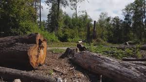 Best Tree Mulching  in Hobart, WA