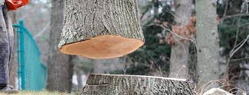Best Tree and Shrub Care  in Hobart, WA