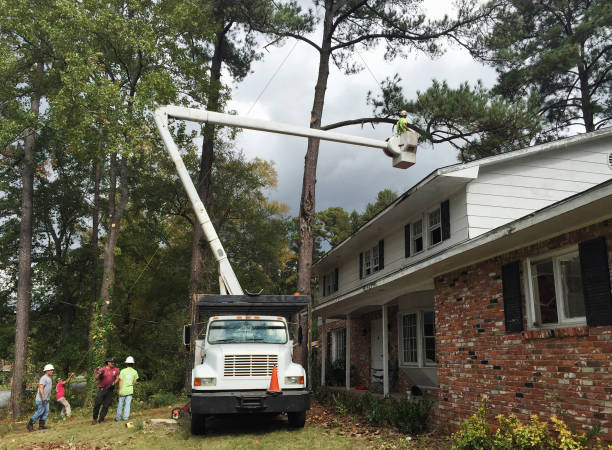 Best Tree Disease Treatment  in Hobart, WA