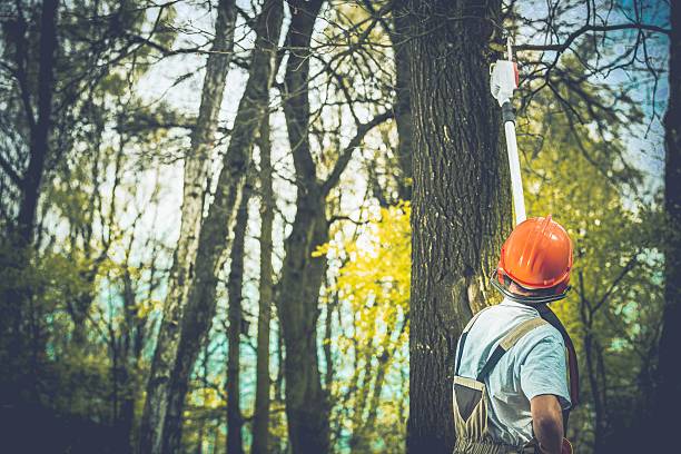 How Our Tree Care Process Works  in  Hobart, WA