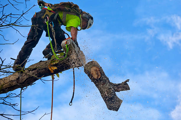 Best Tree Removal  in Hobart, WA