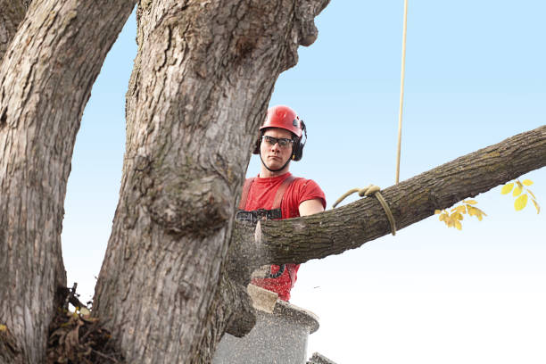 Best Root Management and Removal  in Hobart, WA